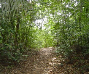 El Bosque de Mutis, Fuente: imagenesviajeros,com